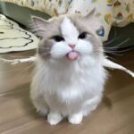 images (10)